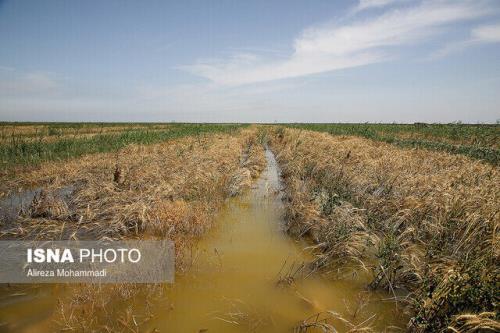کشاورزان اهوازی خواهان برآورد و پرداخت خسارت بارندگی از طرف جهاد نصر هستند