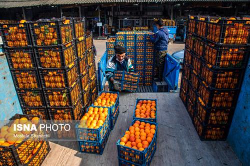 صادرات 14 هزار تن مرکبات از میاندورود به خارج کشور
