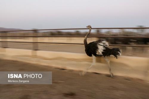 گوشتی لذیذ با خواص خیلی اما ناشناخته!