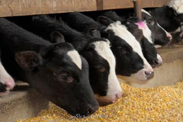 اولین مزرعه نمونه نژادهای ممتاز گاو راه اندازی می شود