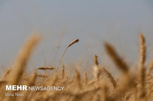 قیمت فروش گندم دولتی بازبینی می شود