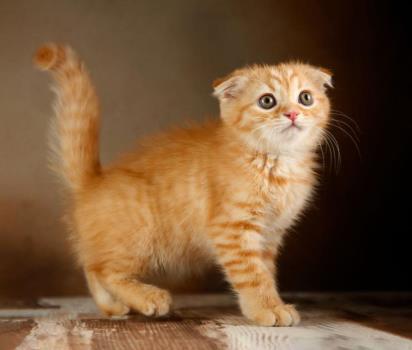 فروش گربه پرشین