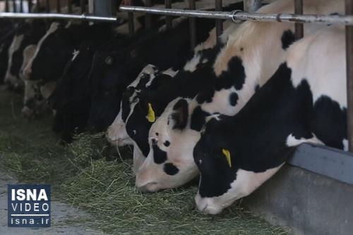 آمارسازی ها فریاد دامداران را هم درآورد