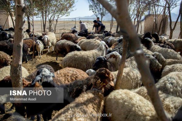 عرضه تسهیلات بانكی به عشایر برای پرواربندی دام سبك