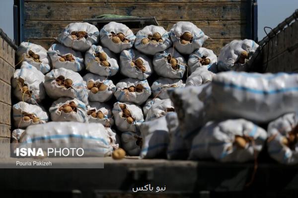 آیا سیب زمینی ارزان شد؟