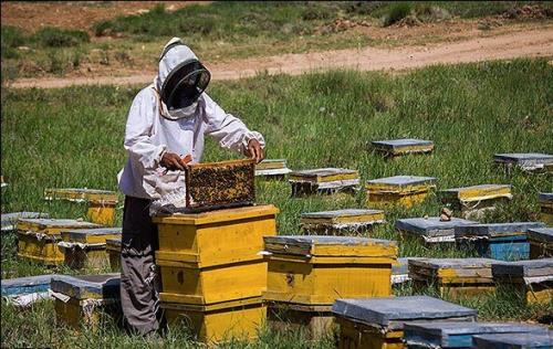پیشبینی تسهیلات بانکی برای زنبورداران خسارت دیده