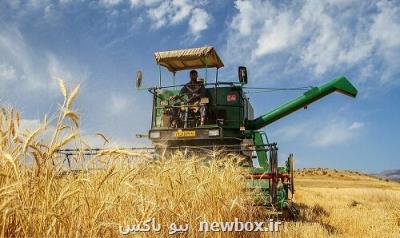 قیمت گندم رکورد می زند؟