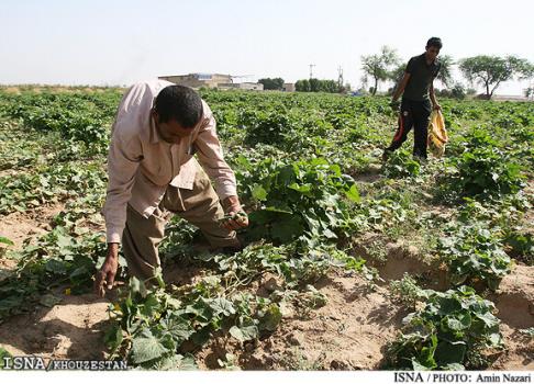 پیشبینی برداشت 5500 تن محصول تابستانه از اراضی خرمشهر