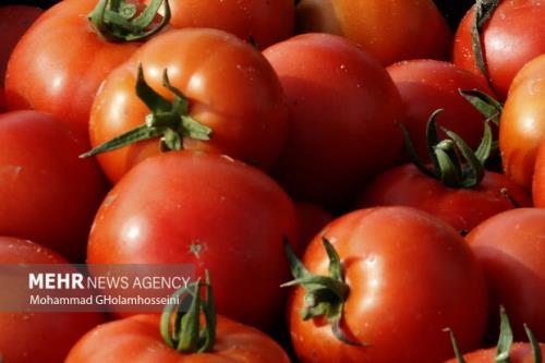 کاهش عوارض صادراتی گوجه فرنگی از ۳۰ درصد به ۱۰ درصد ابلاغ گردید