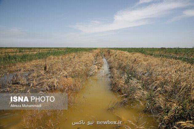کشاورزان اهوازی خواهان برآورد و پرداخت خسارت بارندگی از طرف جهاد نصر هستند
