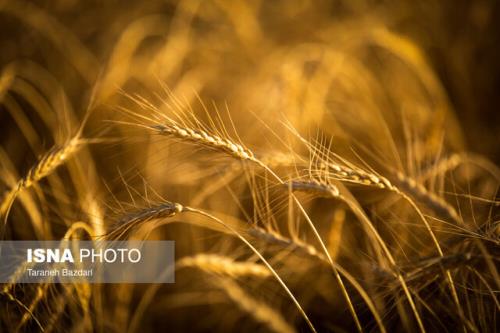 بیش از ۷۰ درصد مطالبات گندمکاران خوزستانی پرداخت گردید