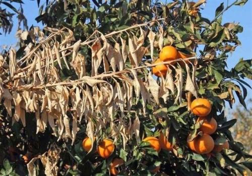 انجام پروژه تحقیقاتی بررسی و حل زوال تدریجی مرکبات