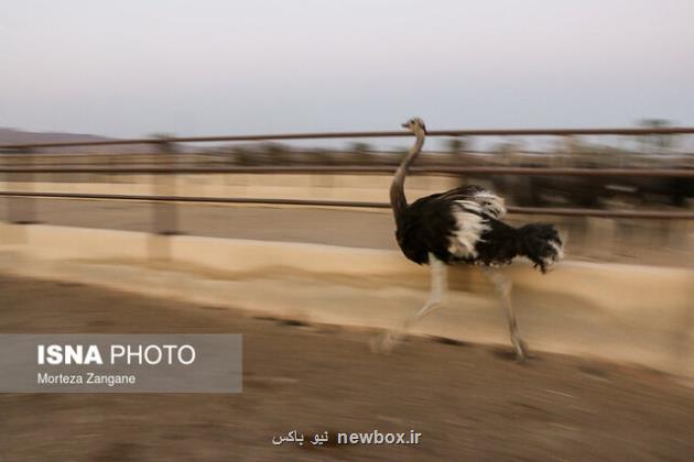 گوشتی لذیذ با خواص خیلی اما ناشناخته!