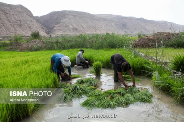 محدودیت سه ساله برای كشت برنج در استان های غیرشمالی