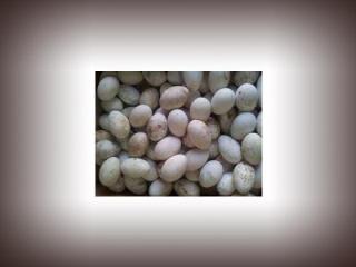 فروشگاه تخم مرغ خوراكی در استان آذربایجان غربی