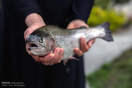 ارزآوری528میلیون دلاری صادرات محصولات شیلاتی