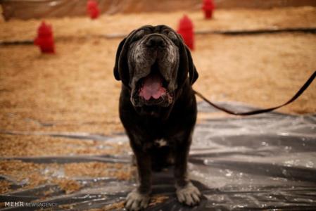 واردات غذای سگ و گربه ممنوع می باشد