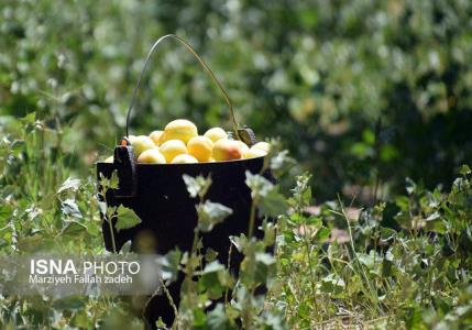 موفقیت محققان در ردیابی ویروس ها و سالم سازی پایه و ارقام زردآلو