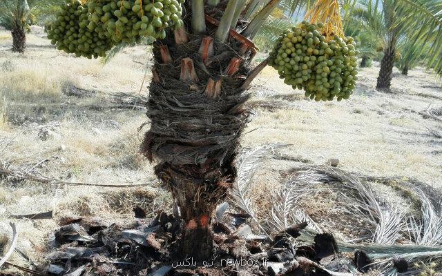 آنچه مرگ نخلستان های بوشهر را رقم می زند