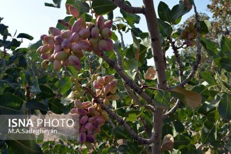برداشت پسته در میبد ۳۰ درصد افزایش یافت