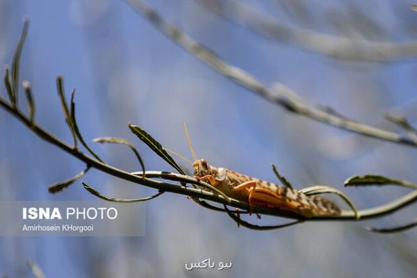 ورود ملخ های صحرایی به كشور از آبان