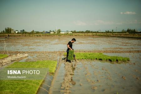 ۵۵ هزار هكتار از شالیزارهای استان های شمالی زهكشی می شود