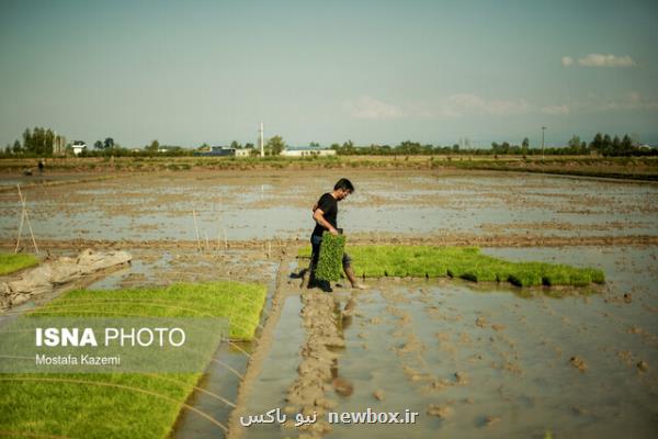 ۵۵ هزار هكتار از شالیزارهای استان های شمالی زهكشی می شود