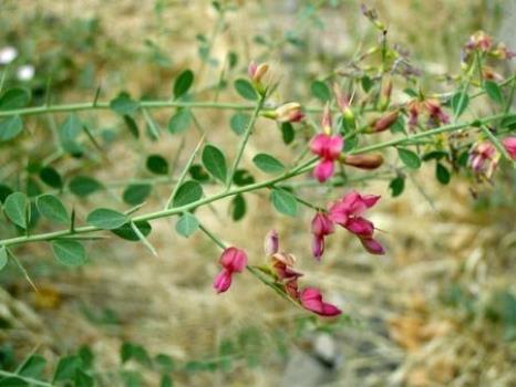 دانه ای ثروت افرین كه تنها خوراك دام می شود!