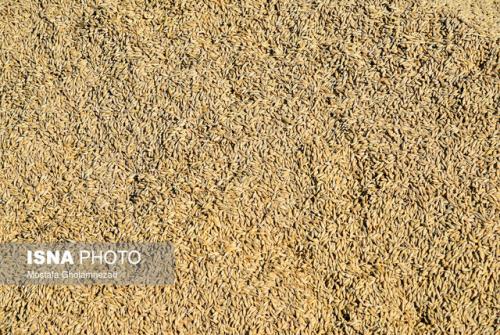 بانك كشاورزی تنها نهاد منتفع از سامانه بازارگاه است